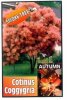 COTINUS coggygria