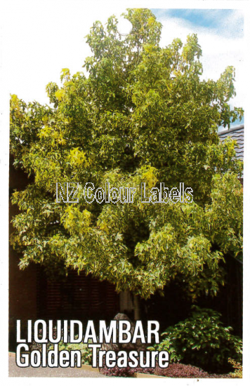 LIQUIDAMBAR Golden Treasure - Click Image to Close