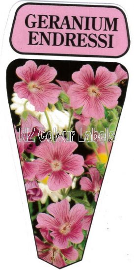 GERANIUM Endressi - Click Image to Close