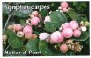 SYMPHORICARPOS Mother of Pearl