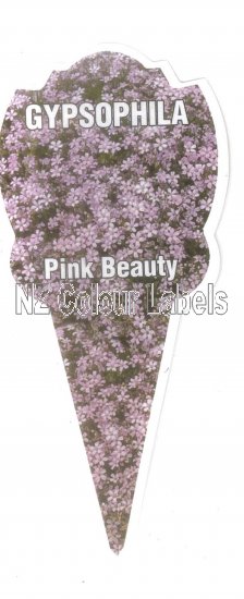 GYPSOPHILA Pink Beauty - Click Image to Close