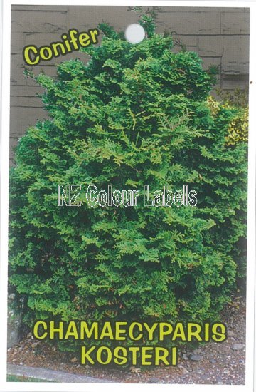 CHAMAECYPARIS obtusa Nana Kosterii - Click Image to Close