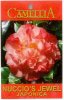 CAMELLIA Nuccios Jewel Japonica