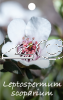 LEPTOSPERMUM scoparium