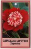 CAMELLIA Lipstick Japonica