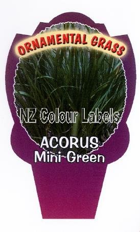 ACORUS Mini Green - Click Image to Close