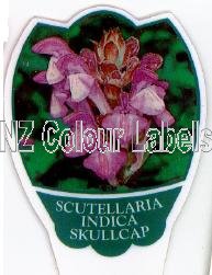 SCUTELLARIA indica Skullcap - Click Image to Close