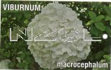 VIBURNUM macrocephalum