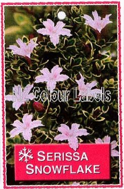 SERISSA Snowflake - Click Image to Close