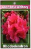 RHODODENDRON Anna Rose Whitney