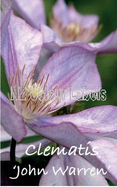 CLEMATIS JOHN WARREN - Click Image to Close