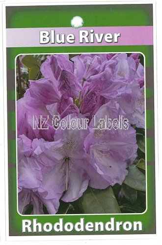 RHODODENDRON Blue River - Click Image to Close