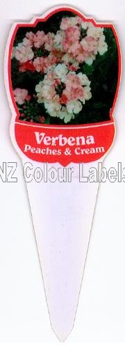 VERBENA Peaches And Cream - Click Image to Close