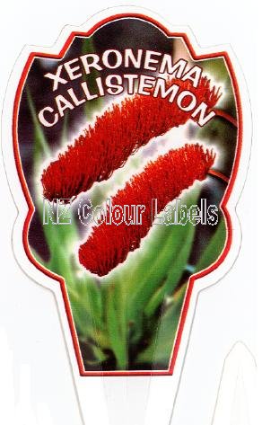 XERONEMA callistemon - Click Image to Close