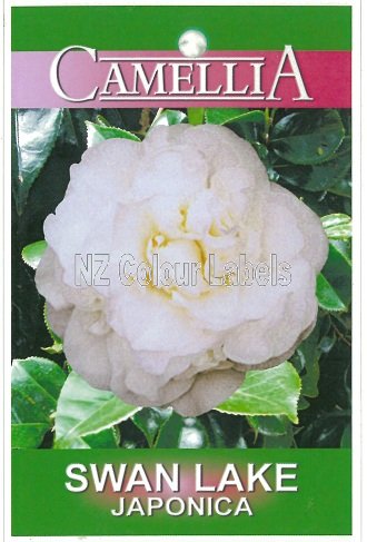 CAMELLIA Swan Lake Japonica - Click Image to Close