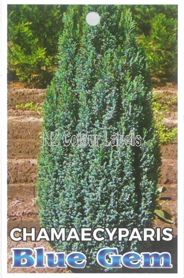 CHAMAECYPARIS l. Ellwoodii Blue Gem - Click Image to Close