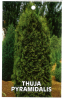 THUJA occidentalis Pyramidalis