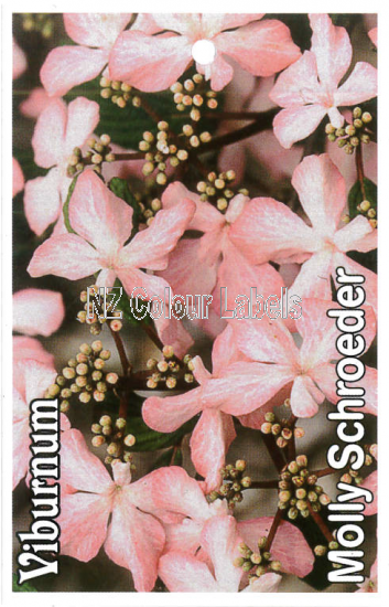 VIBURNUM Molly Schroeder - Click Image to Close