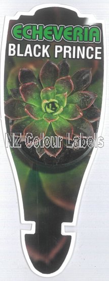 ECHEVERIA Black Prince - Click Image to Close