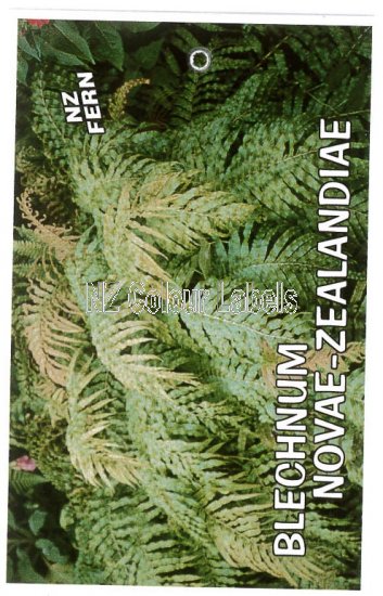 BLECHNUM novae-zelandiae - Click Image to Close