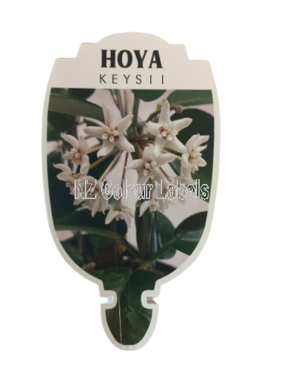 HOYA Keysii - Click Image to Close