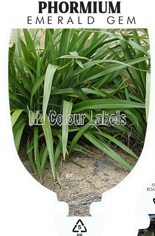 PHORMIUM Emerald Gem - Click Image to Close