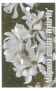 MAGNOLIA stellata Waterlily - Click Image to Close