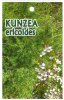 KUNZEA ericoides