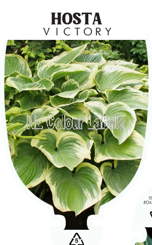 HOSTA VICTORY - Click Image to Close