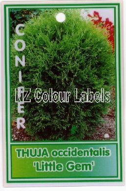 THUJA Occ Little Gem - Click Image to Close