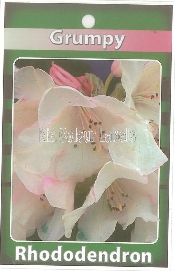 RHODODENDRON Grumpy - Click Image to Close