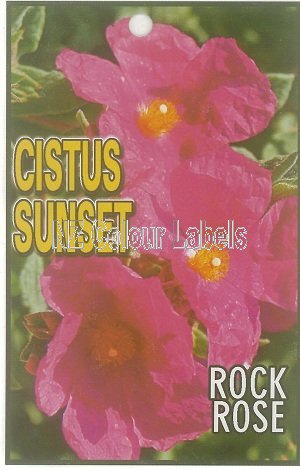 CISTUS Sunset - Click Image to Close