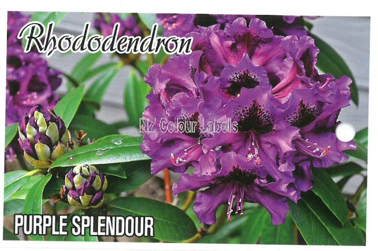 RHODODENDRON Purple Splendour - Click Image to Close