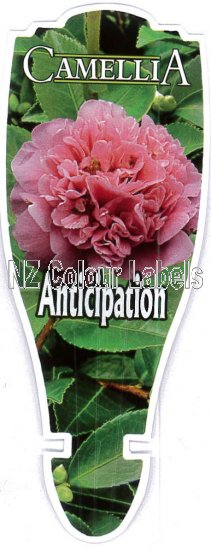 CAMELLIA Anticipation - Click Image to Close