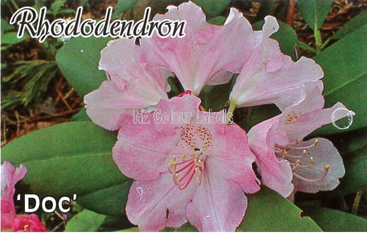 RHODODENDRON Doc Yak - Click Image to Close