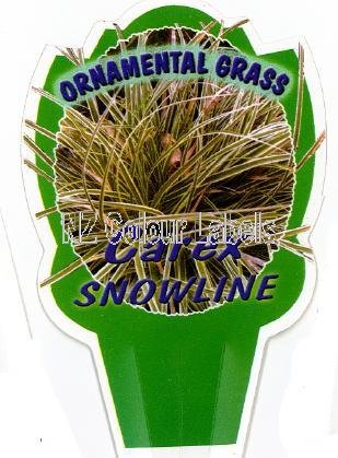 CAREX Snowline - Click Image to Close