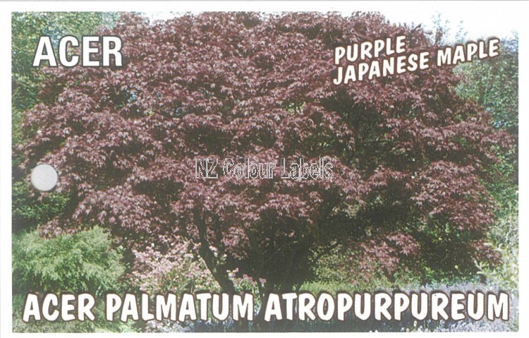 ACER palmatum Atropurpureum - Click Image to Close