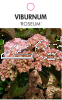 VIBURNUM ROSEUM