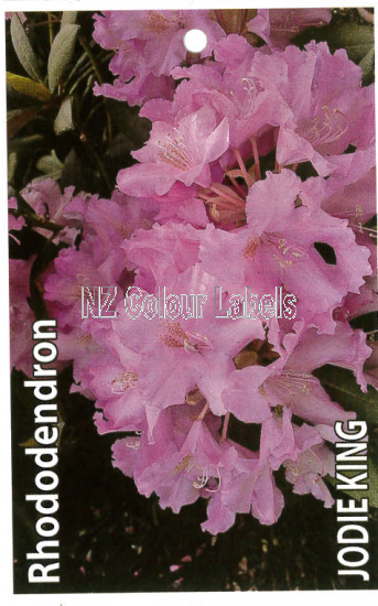 RHODODENDRON Jodie King - Click Image to Close