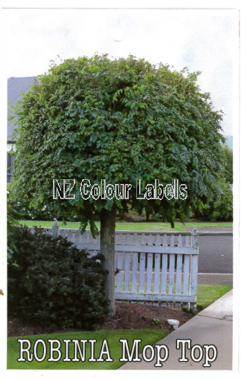 ROBINIA Mop Top - Click Image to Close