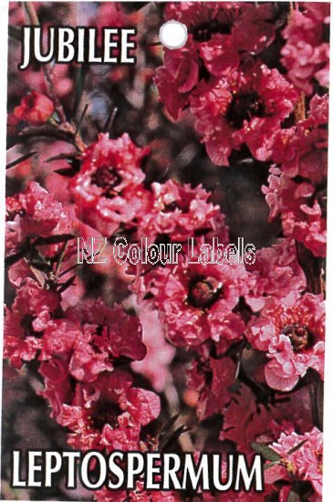 LEPTOSPERMUM Jubilee - Click Image to Close