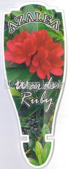 AZALEA Evergreen WARDS RUBY - Click Image to Close