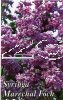 SYRINGA Marchal Foch