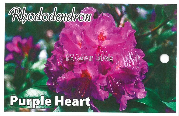 RHODODENDRON Purple Heart - Click Image to Close