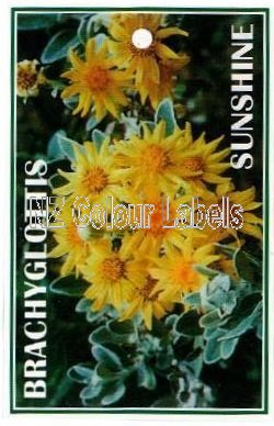 BRACHYGLOTTIS Sunshine - Click Image to Close