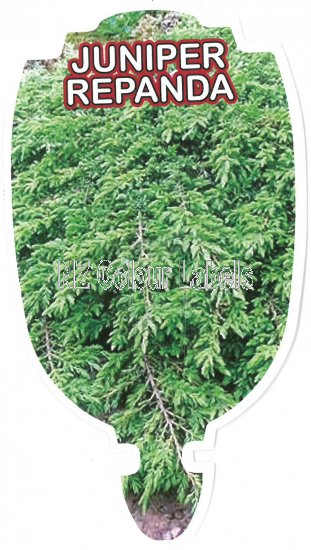 JUNIPER communis REPANDA - Click Image to Close