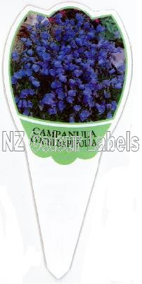 CAMPANULA cochlearifolia [Bellflower] - Click Image to Close