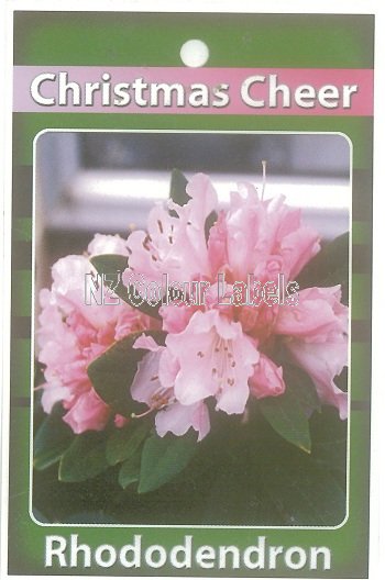 RHODODENDRON Christmas Cheer - Click Image to Close