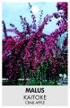 MALUS Kaitoke MALUS Kaitoke