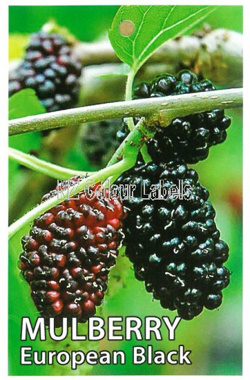 MORUS European Black (Mulberry) - Click Image to Close